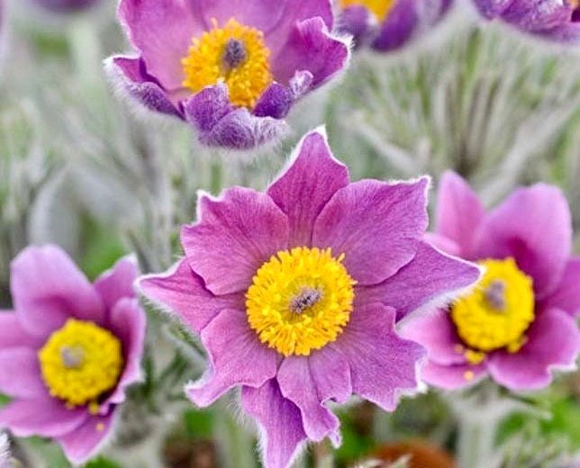 Purple Pasque Flower Anemone Seeds ~ Pulsatilla Vulgaris ~ Plants ~ Garden ~ Grow Your Own ~ Spring Flowers ~ Instead of Flowers ~ Presents