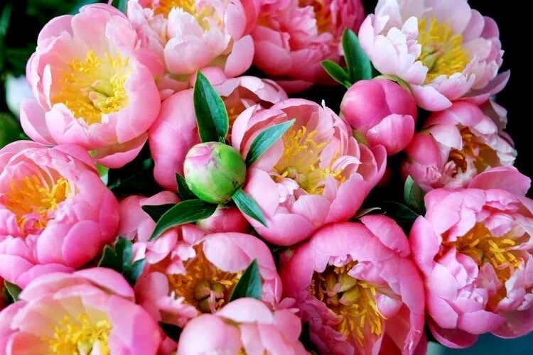 Mixed Peony Flower Seeds ~ Colored ~ Rainbow ~ Bouquet ~ Flowers ~ Beautiful ~ Heirloom Seeds