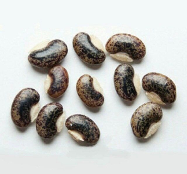 dancing plant seeds Dancing Telegraph Plant Seeds~Dancing Tree~Dancing Grass~Dancing Plant~Codariocalyx Motorius~Semaphore~Telegraph Plant