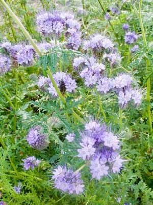 Phacelia Lacy Tanacetifolia Seeds ~ Facelia Garden ~ Wildflowers ~ Pretty Flowers ~ Garden ~ Gardening