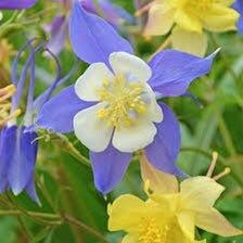 Giants and Harlequin Mix Columbine Seeds~ Flower ~ Perennial Flowers ~ Blooms ~ Grow Your Own ~ Spring Flowers ~ Instead of Flowers ~ Spring