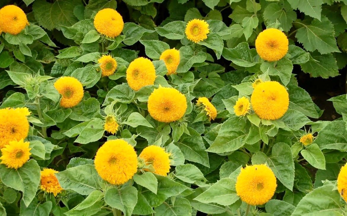 Dwarf Teddy Bear Sunflower Seeds ~ Helianthus Annuus ~ Sungold ~ Yellow ~ Cute Flowers ~ Garden ~ Boutique ~ Kids ~ Unique