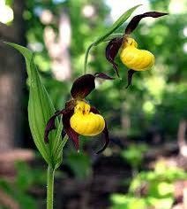 Yellow Lady’s Slipper Orchid Seeds ~ Lady Slipper Orchids ~ Cypripedium Pubescens ~ Unique ~ Cypripedium Parviflorumxotic ~ Exotic