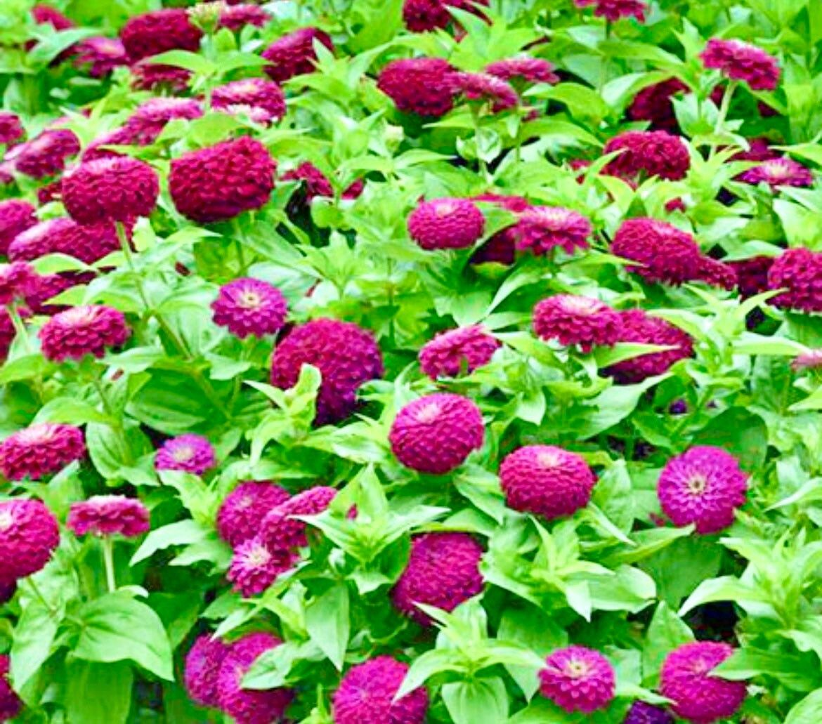 Zinnia Elegans Blueberry Cheesecake Seeds ~ Flowers ~ Butterflies Love ~ Non-GMO Seeds ~ Cool Flowers ~ Bouquets ~ Pretty Flowers ~ Unique