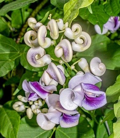 Snail Vine Seeds ~ Vigna Caracalla ~ Fragrant ~ Garden ~ Exotic ~ Unique ~ Tropical