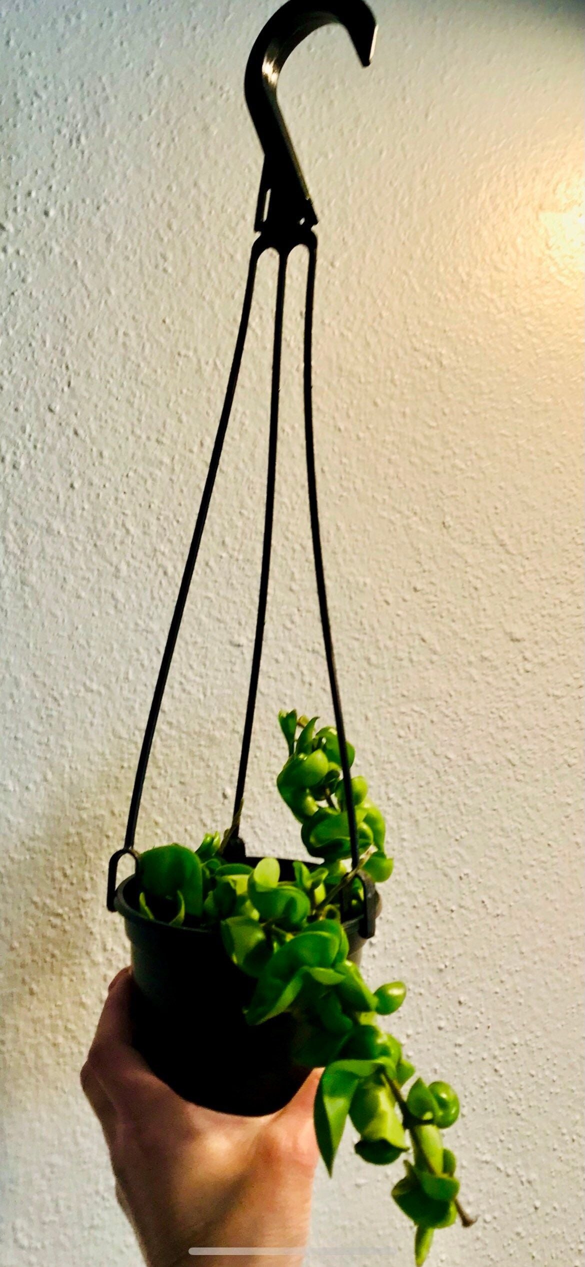 Hoya ~ Hoya Hindu Rope ~ Hoya Carnosa ~ Compacta ~ Krinkle Kurl ~ Porcelain Flower ~ Wax Plant ~ Hanging Houseplant