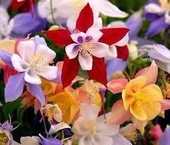 Giants and Harlequin Mix Columbine Seeds~ Flower ~ Perennial Flowers ~ Blooms ~ Grow Your Own ~ Spring Flowers ~ Instead of Flowers ~ Spring