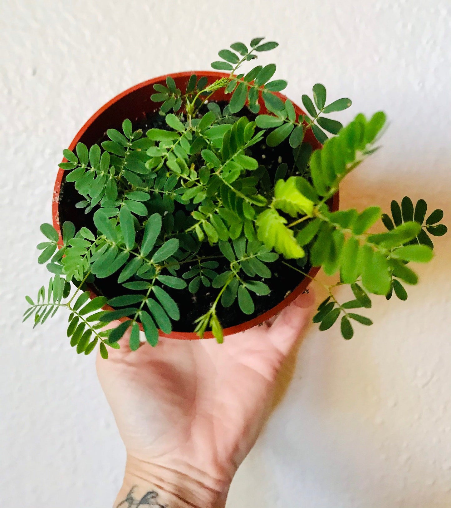 Sensitive Plant Seeds~RARE Mimosa Pudica Plant~Touch-Me-Not~Sleepy Plant~Sensitive Plant~Shame Plant~Action Plant~Zombie Plant~Shy Lady