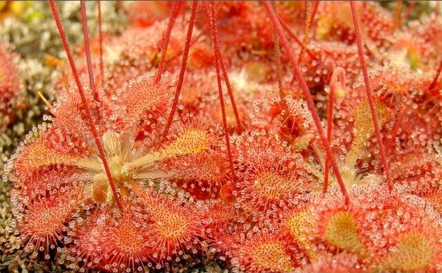 Various Drosera Seeds~Carnivorous Plants~Carnivore~Drosera Capensis~ Spatulata~Tokaiensis ~ Sundews~Science Projects~Grow UR Own