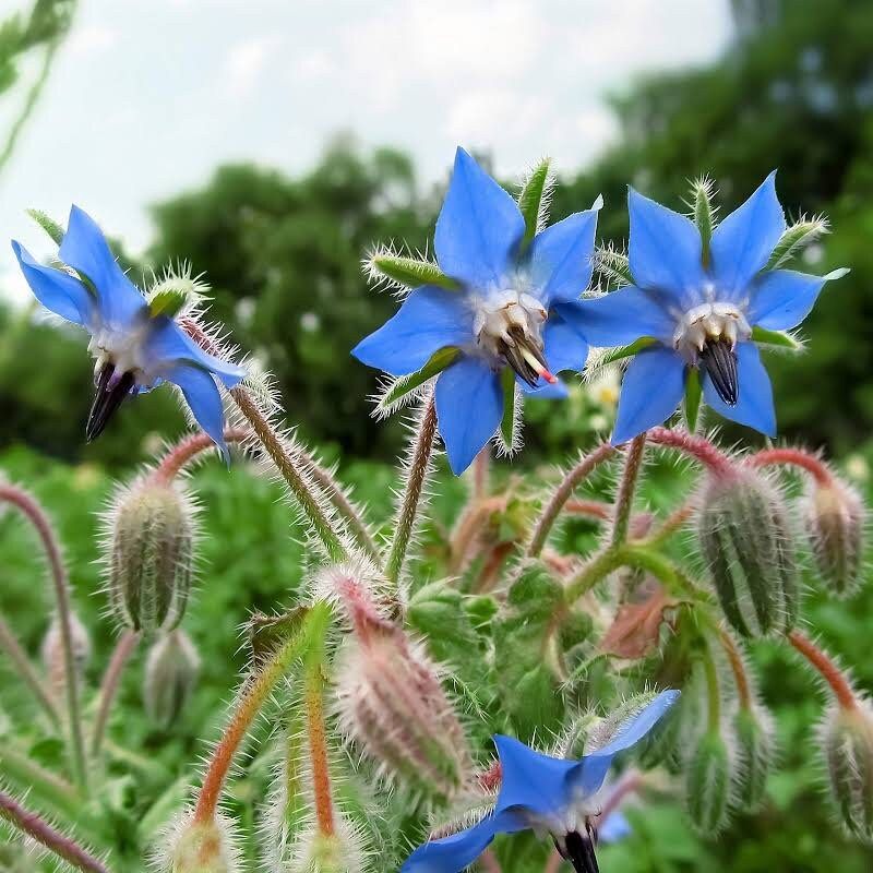 Blue Borage Seeds ~ Starflower ~ Plants ~ Garden ~ Grow Your Own ~ Spring Flowers ~ Heirloom Seeds