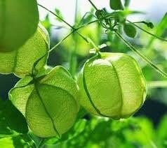 Balloon Vine Seeds ~ Cardiospermum Halicacabum ~ Cool Flowers ~ Rare ~ Heirloom Seeds