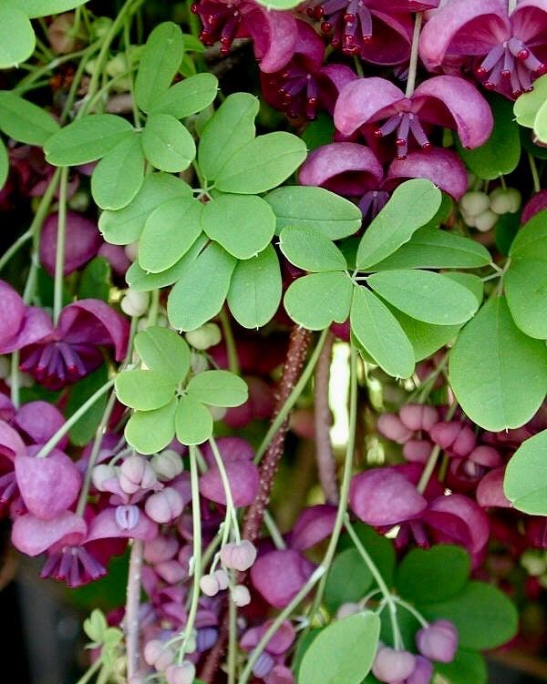 Chocolate Vine Seeds ~ Akebia Quinata ~ Five-leaf Chocolate Vine ~ Five-leaf Akebia