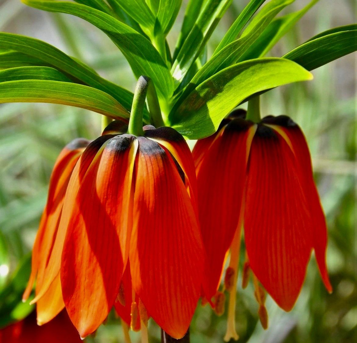 Red Crown Imperialis Seeds ~ Fritillaria Rubra ~ Exotic ~ Unique ~ Fun ~ Bees ~ Butterflies ~ Beautiful Flowers ~ Dr Seus