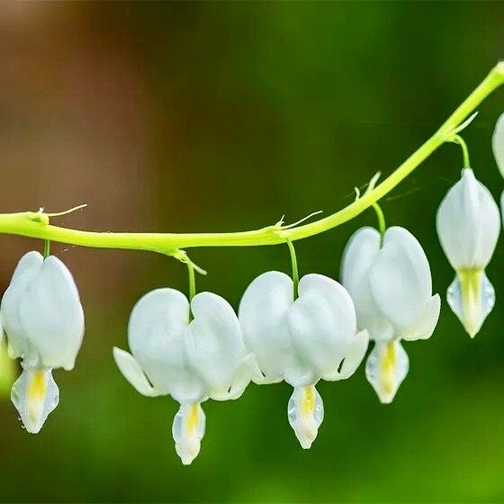 White Bleeding Heart Seeds ~ Dicentra Spectabilis ~ Flowers ~ Gifts ~ Grow Your Own ~ Spring Flowers