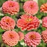 Salmon Queen Zinnia Seeds ~ Flower Seeds ~ Plants ~ Garden ~ Grow Your Own ~ Spring Flowers ~ Instead of Flowers ~ Flowers