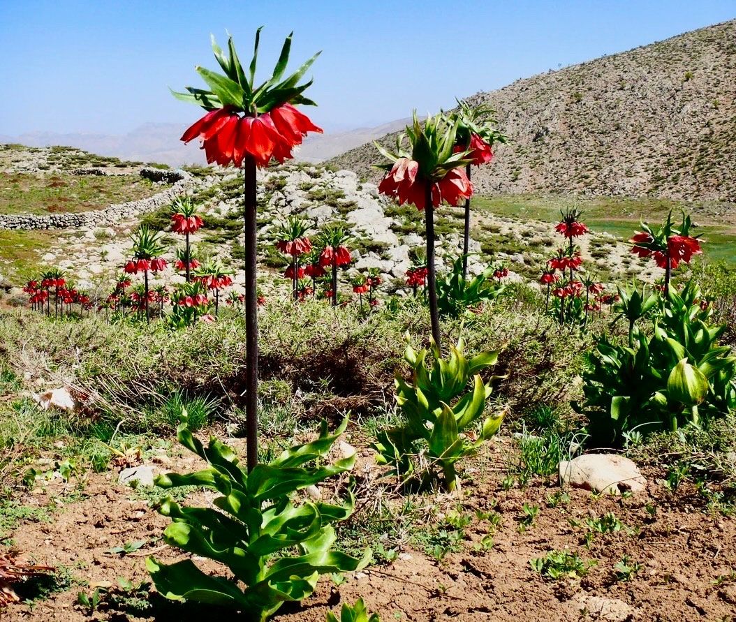 Red Crown Imperialis Seeds ~ Fritillaria Rubra ~ Exotic ~ Unique ~ Fun ~ Bees ~ Butterflies ~ Beautiful Flowers ~ Dr Seus