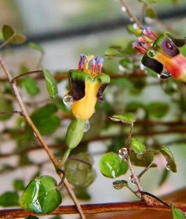 The Creeping Fuchsia Seeds ~ Fuchsia Procumbens ~ Exotic ~ Unique ~ Fun ~ Bees ~ Butterflies ~ Beautiful Flowers