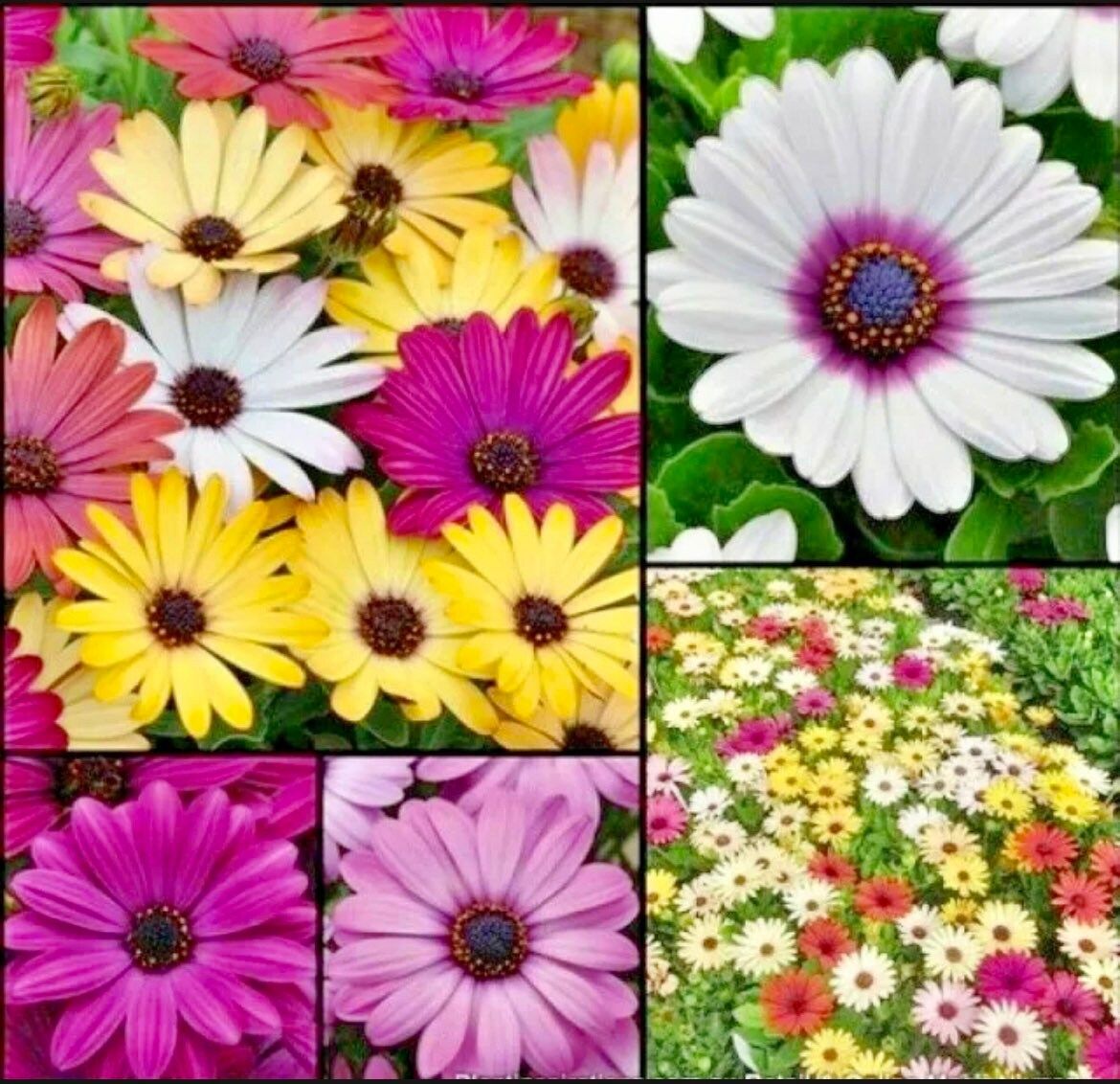 African Daisy “Cineraria Mix” Flower Seeds ~ Cape Marigold