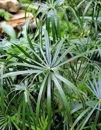 Umbrella Plant Seeds ~ Cyperus Alternifolius ~ Papyrus ~ Grow Your Own ~ Spring ~ Houseplants