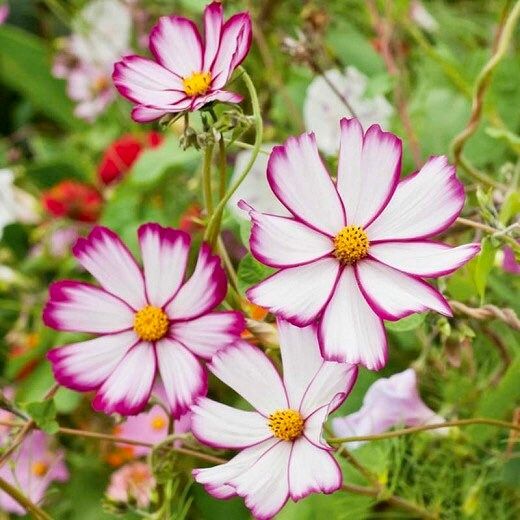 Picotee Cosmos Seeds ~ Cosmos ~ Cool Flowers ~ Grow Your Own ~ Butterflies ~ Bees ~ Annual ~ Summer ~ Spring ~ Bouquets