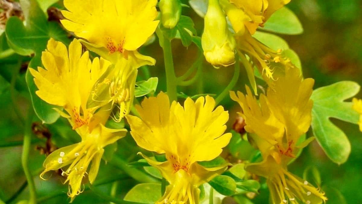 Yellow Canary Bird Vine Seeds ~ Tropaeolum Peregrinum ~ Canary Creeper ~ Canary Bird Flower ~ Edible Flowers ~ Bird Lovers ~ Exotic ~ Unique