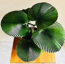 palm heart plant Licuala Cordata Seeds ~ Heart-shaped Fan Palm ~ Grow Your Own ~ Spring – Your Plant Bitch