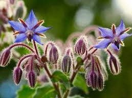 Blue Borage Seeds ~ Starflower ~ Plants ~ Garden ~ Grow Your Own ~ Spring Flowers ~ Heirloom Seeds