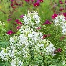 Giant White Queen Cleome Seeds