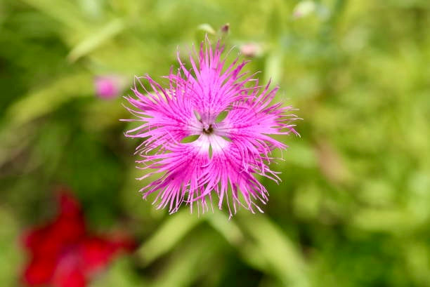 Dianthus Superbus Seeds ~ Fringed Pink ~ Grow Your Own ~ Pretty Flowers ~ Cool Flowers ~ Pink ~ Flowers ~ Flowering ~ Garden ~ Fringe