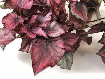 Red Rex Begonias Seeds ~ Plants ~ Garden ~ Grow Your Own ~ Spring Flowers ~ Instead of Flowers ~ Flowers