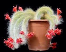 Monkey Tail Cactus Seeds ~ Cacti ~ Grow Your Own ~ Spring Flowers ~ Instead of Flowers ~ Cool Cactus