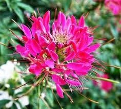 Cherry Queen Cleome Seeds ~ Cleome Hassleriana ~ Spider Flower ~ Flowering Plant ~ Flower ~ Growing Flowers ~ Garden ~ Plants ~ Gardening