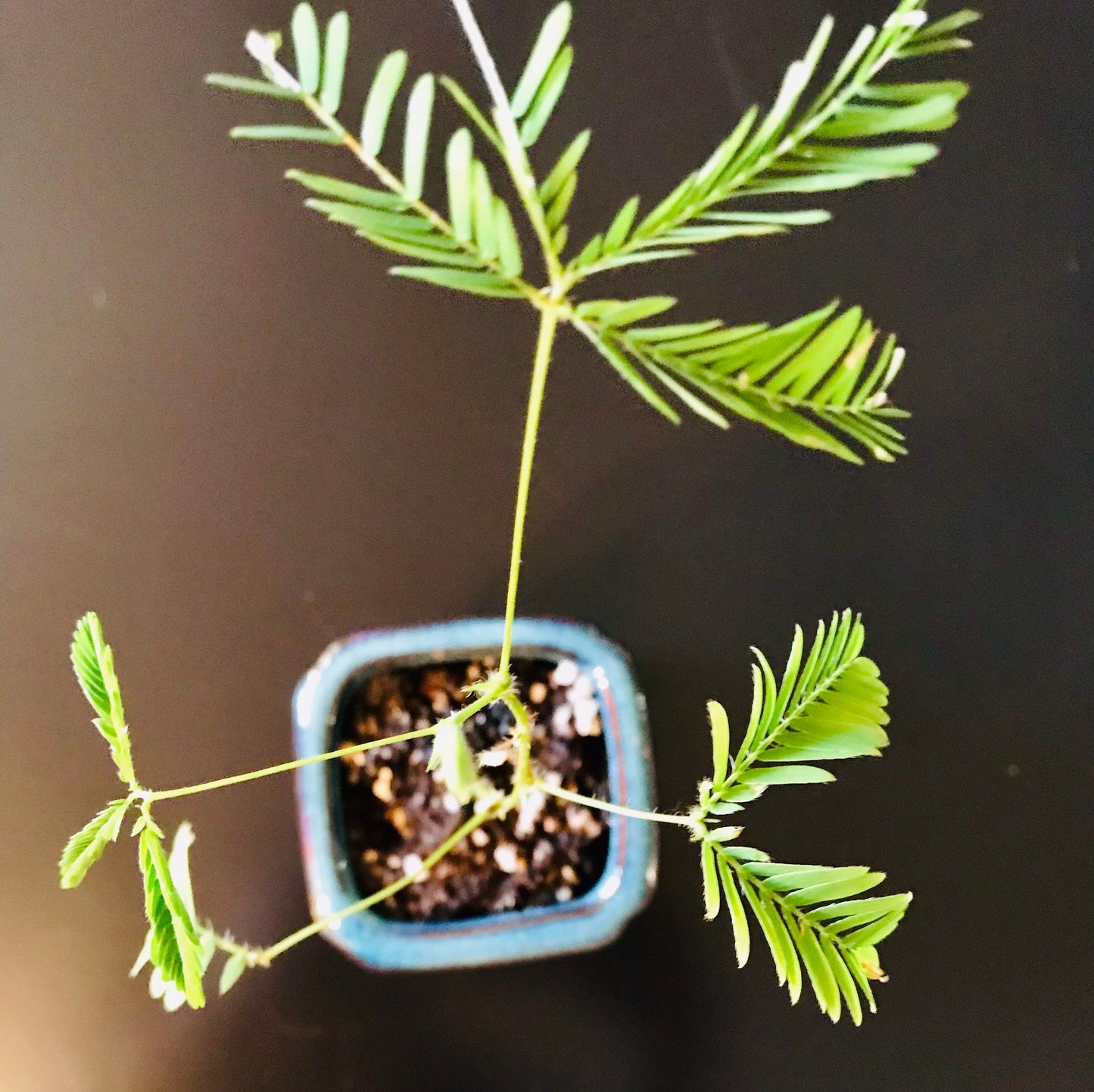 Sensitive Plant Bonsai~Mimosa Pudica Plant~Touch-Me-NOT Plant~Sleepy Plant~Shame Plant~Action Plant~Zombie Plant~Shy Lady Plant