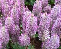 Ptilotus Joey Seeds ~ Joey Improved Ptilotus ~ Ptilotus Exaltatus ‘Joey Improved’ ~ Pretty Flower