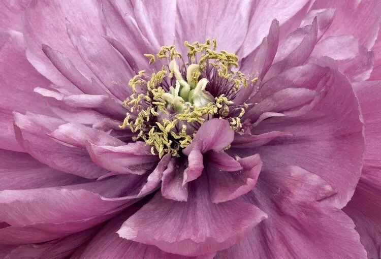 Mixed Peony Flower Seeds ~ Colored ~ Rainbow ~ Bouquet ~ Flowers ~ Beautiful ~ Heirloom Seeds