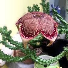 Edithcolea Grandis Seeds ~ Persian Carpet Flower ~ Succulents ~ Cool Plants ~ Easy Care