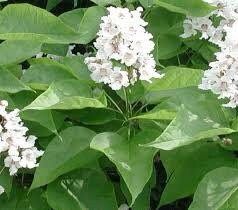 Northern Catalpa Tree Seeds ~ Indian Cigar Flower ~ Trees ~ Pretty ~Exotic ~ Gardens ~ Unique