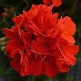 Scarlet Geranium Zonale Seeds ~ Garden ~ Grow Your Own ~ Spring Flowers ~ Instead of Flowers ~ Flowers