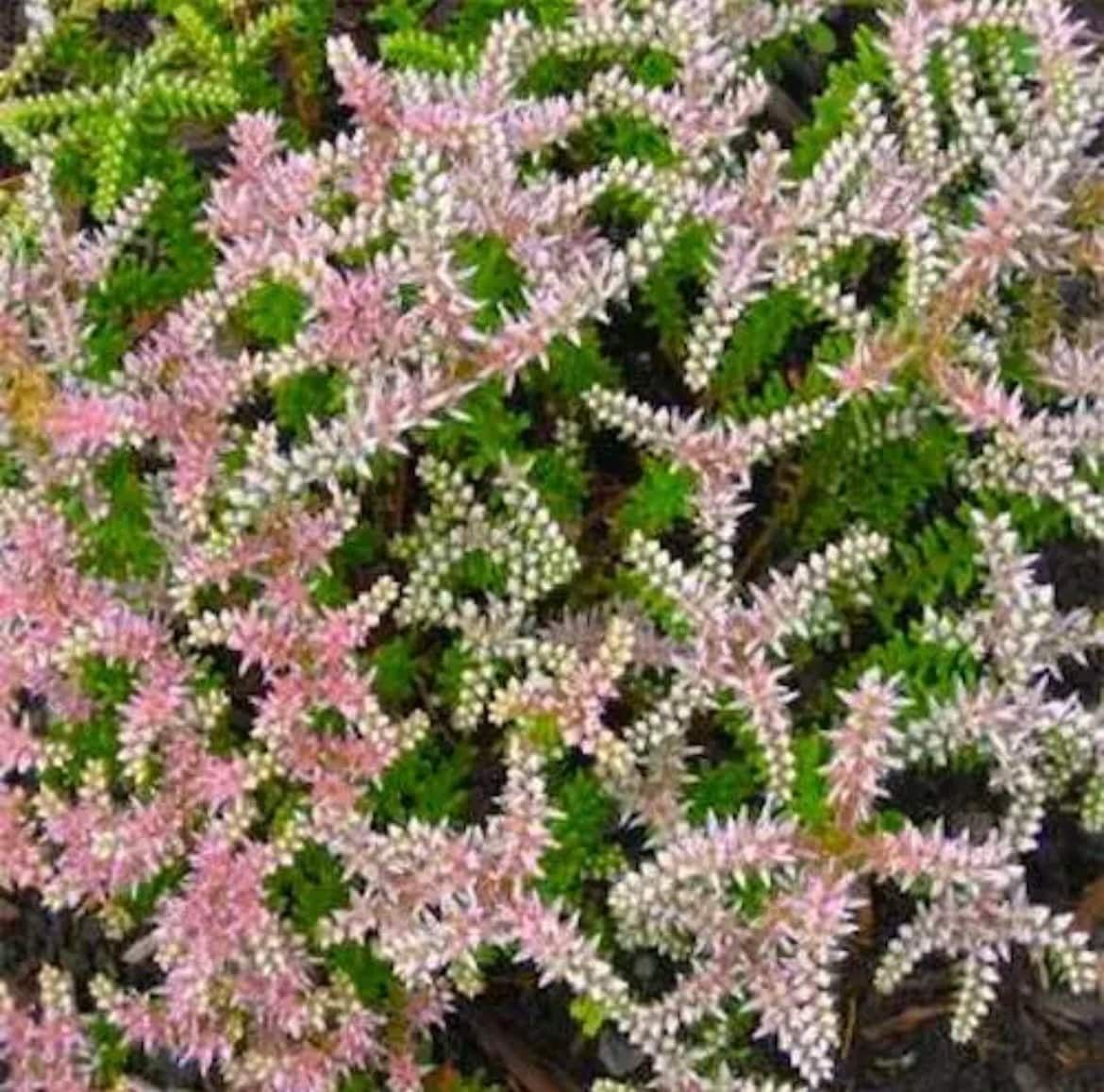 Sedum Pulchellum Seastar Seeds ~ Grow Your Own ~ Spring ~ Houseplants