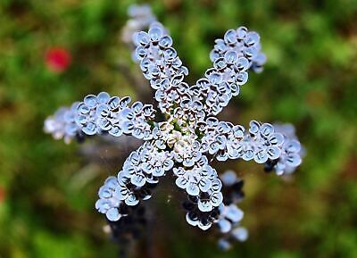 frosty blue succulent flower Blue Kalanchoe Flower Seeds ~ Succulent ~ Easy Care ~ Grow Your Own ~ – Your Plant Bitch