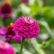 Zinnia Elegans Lilliput Purple Seeds ~ Flowers ~ Butterflies Love ~ Non-GMO Seeds ~ Cool Flowers ~ Bouquets ~ Pretty Flowers ~ Unique