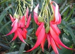 Clianthus Puniceus ‘Pink Flamingo’ Seeds ~ Spring Flowers ~ Instead of Flowers ~ Presents ~ Gifts ~ Sympathy ~ Rare