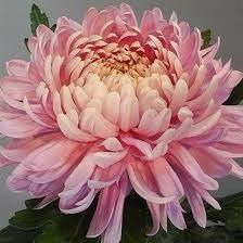 Rainbow Chrysanthemum Seeds ~ Cool Flowers ~ Rare ~ Heirloom