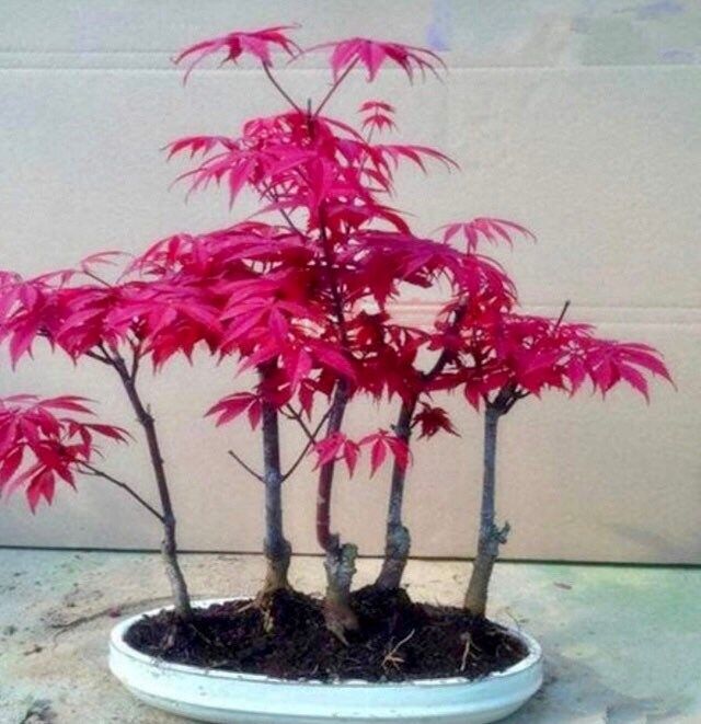 Your Plant Bitch’s Perfectly All~Natural Organic Bonsai Mixed Soil ~ Bonsai ~ Hand-Blended Soil ~ Bonsai