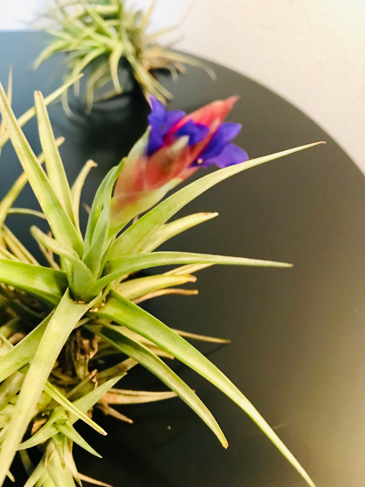 Blooming Mad Pupper ~ Tillandsia Bergeri ~ Tillandsia ~ Air Plant ~ Bromeliad ~ Succulent ~ Live Plant ~ Easy Care Plant