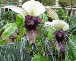 Rare White Tacca Chantrieri Seeds ~ White Bat Flower ~ White Lily ~ Bat ~ Devil’s Flower ~ Exotic Flower ~ Unusual Flowers