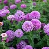 Zinnia “Zinderella” Lilac Seeds ~ Flower Seeds ~ Plants ~ Garden ~ Spring Flowers ~ Bouquet ~ Flowers ~ Fresh Cut Flowers