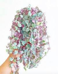 string of hearts flower seeds Variegated Ceropegia Woodii Seeds ~ Variegated String of Heart ~ Succu – Your Plant Bitch