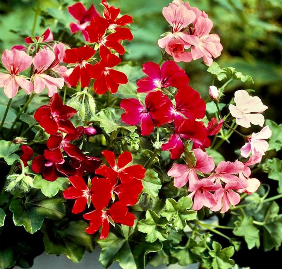 Ivy Leaf Geranium Summer Showers (Pelargonium X Peltatum ) Seeds ~ Spring Flowers ~ Easy Care ~ Flowers ~ Bouquets ~ Spring