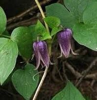 Clematis Fusca Seeds ~ Plants ~ Garden ~ Grow Your Own ~ Spring Flowers ~ Instead of Flowers